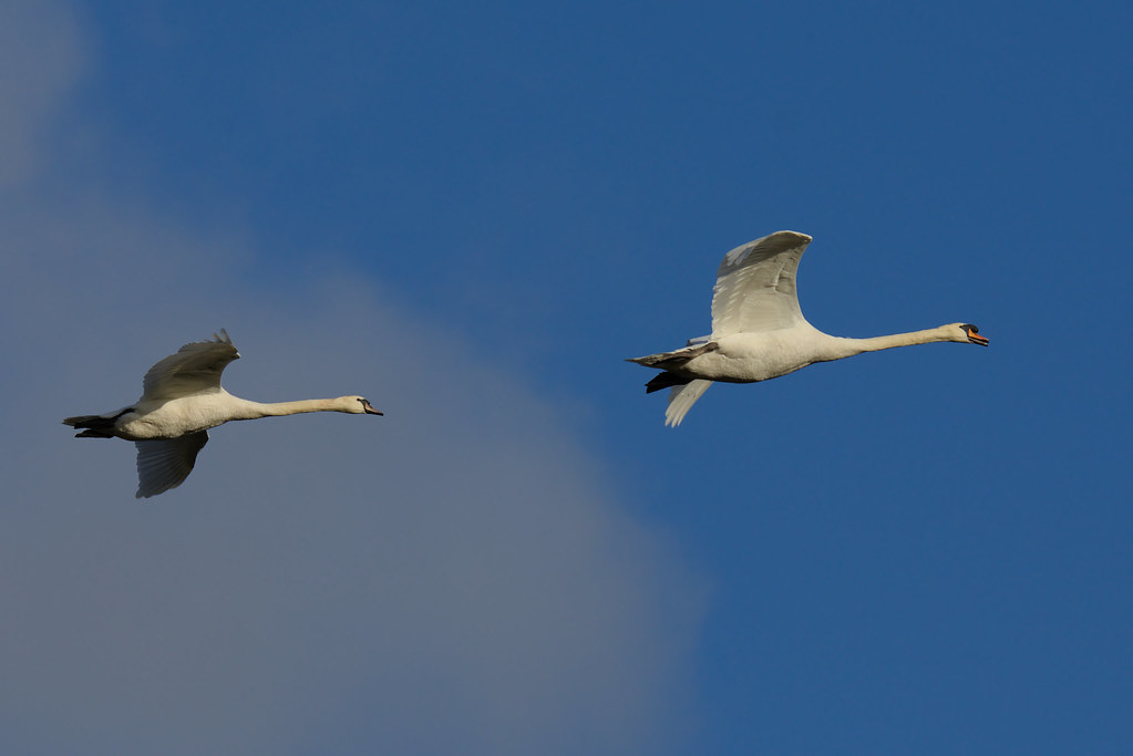 Mute Swans Mute Swan (Cygnus olor) A pair of mute swans fl… Flickr