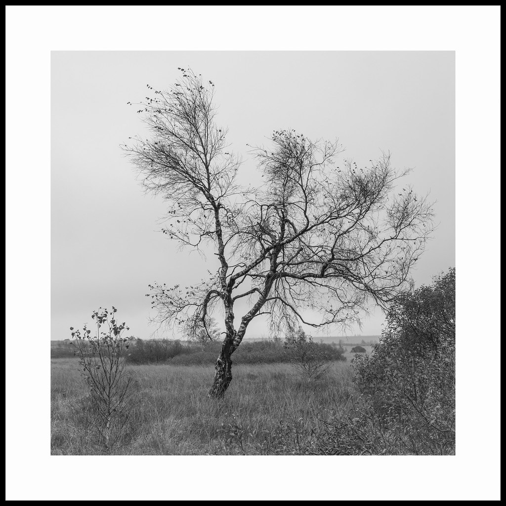 the silverbirch Seen on a very rainy and stormy day in the… Flickr