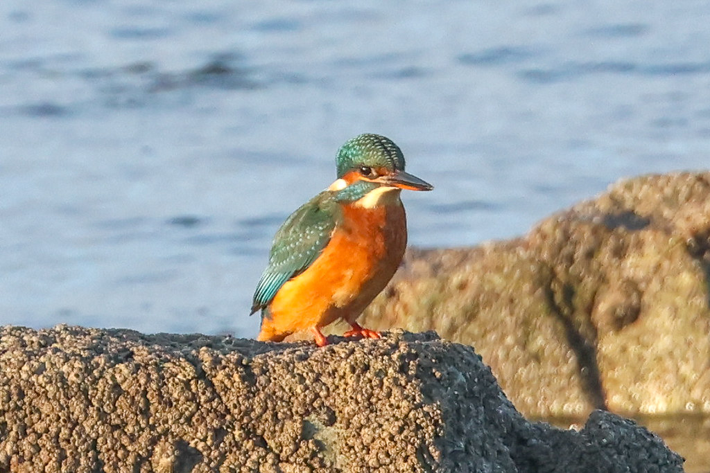 Kingfisher Stevenston Point Dougie Edmond Flickr