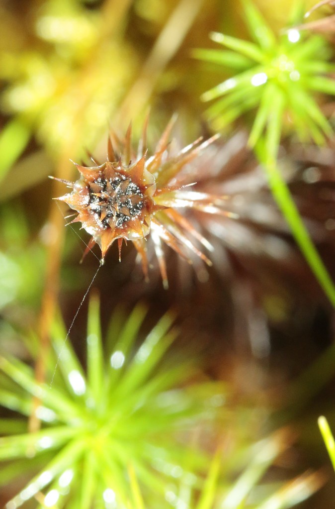 Lizonia empirigonia Strathspey, Scotland Badenoch and Strathspey