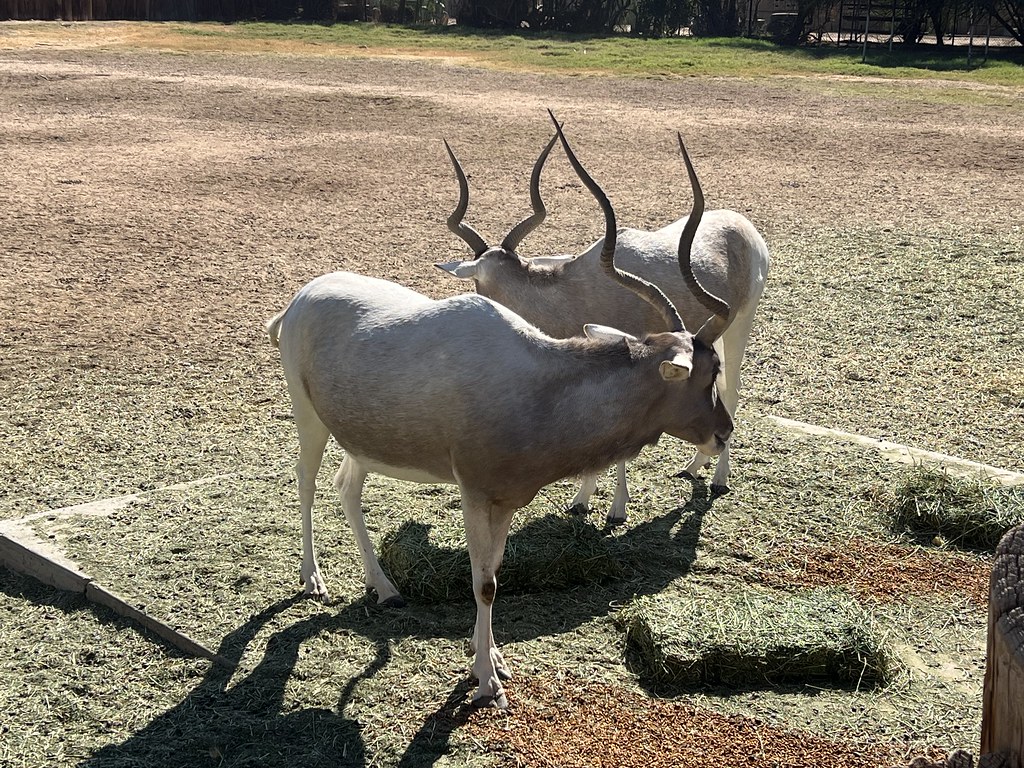 Zoo Day Wildlife World Zoo, Litchfield Park, AZ Carla Putnam Flickr