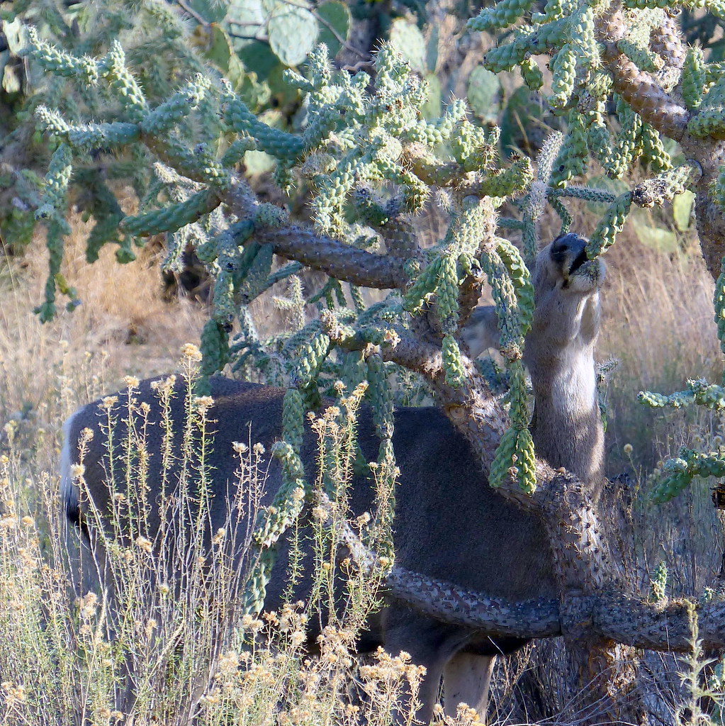Deer trying to eat cactus fruit When eating lunch is a haz… Flickr