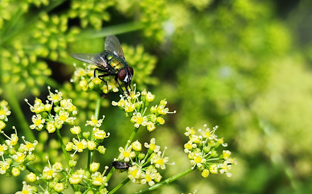 Green fly on parsley flowers on a warm Spring Monday Flickr
