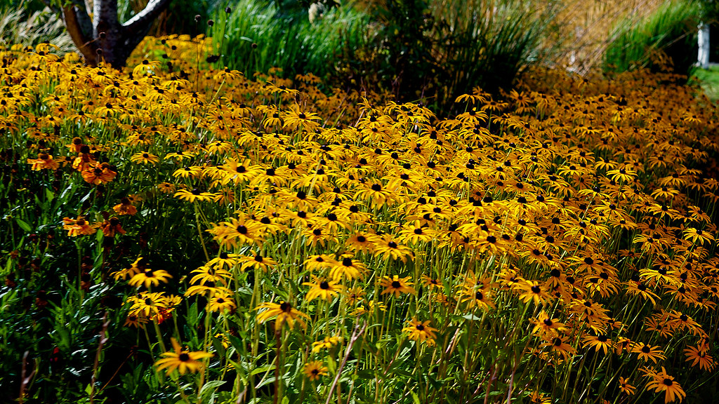 _DSC5844 Cotswold Wildlife Park Sep 23 Robert Bugeja Flickr