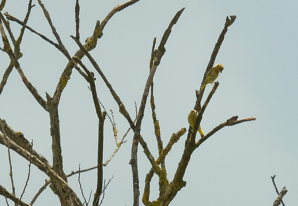 Junge Distelfinken Stieglitz (Carduelis carduelis) (c)… Flickr