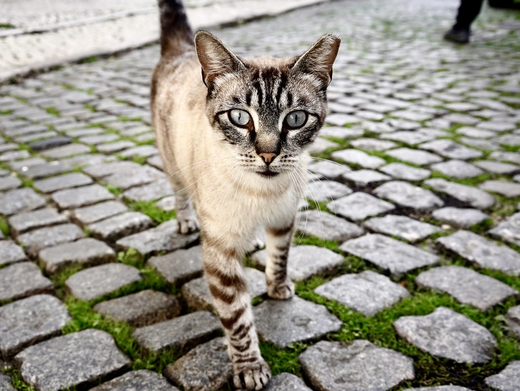 Cats of Lisbon Walking down the street in Lisbon and saw t… Flickr