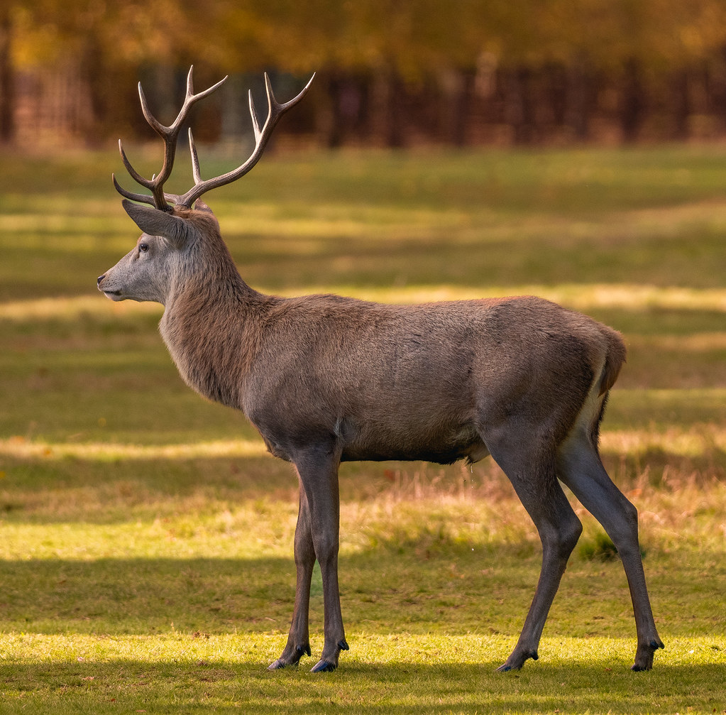 Bushey Park Deer Bushey Park Deer Colin Bristow Flickr