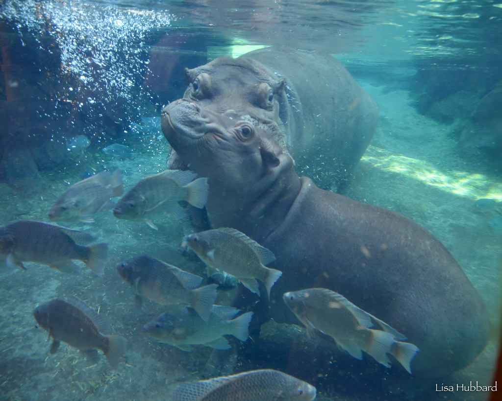 DSC_6391.jpg Lisa Hubbard Flickr