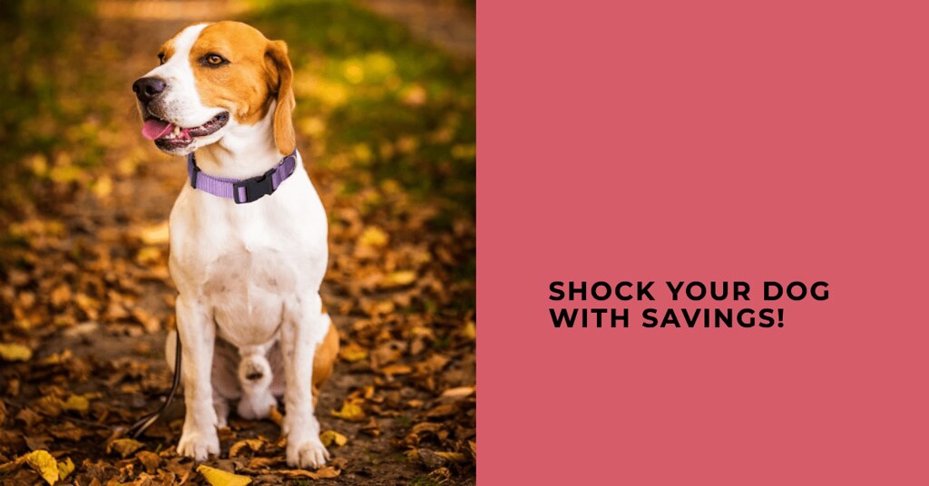 Best Deals on Dog Shock Collars During Black Friday Flickr