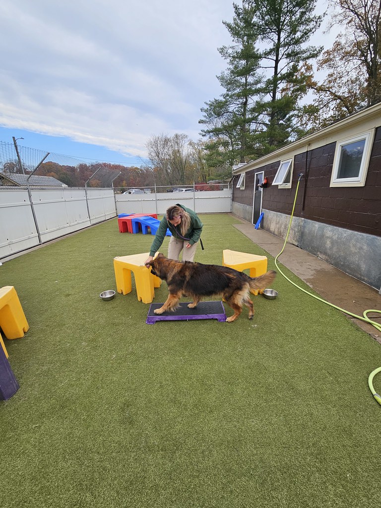 20231107_132445 Holiday House Pet Resort and Training Center Flickr