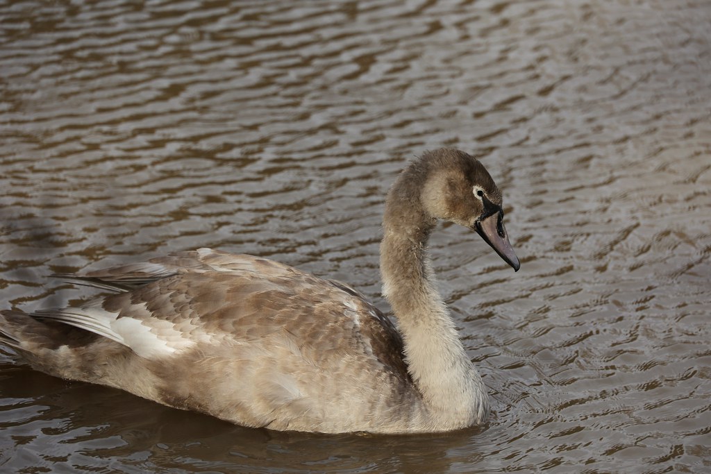 in Craigtoun Park Fiona Drummond Flickr