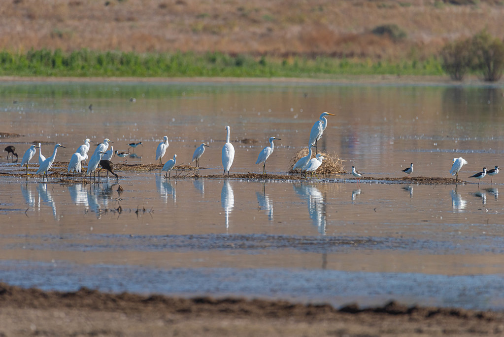 Birds Hanging Out Together at Mystic Lake November 6, 2023… Flickr