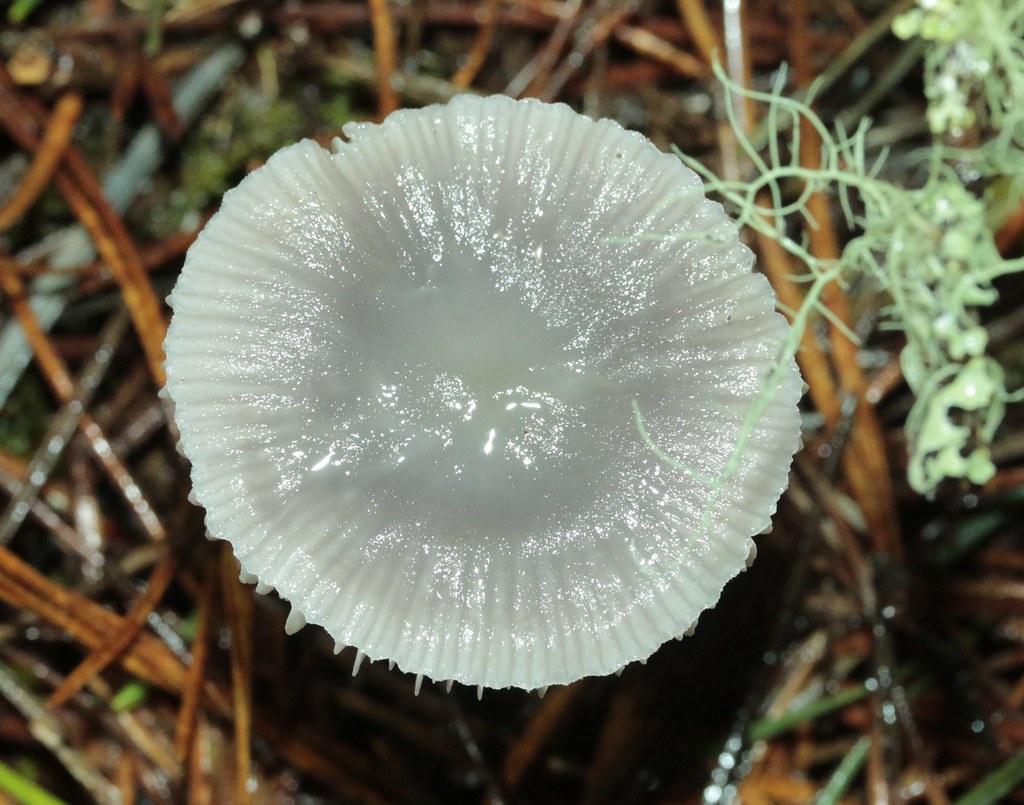 indet cf Mycena pura On a threatened site in Strathspey, S