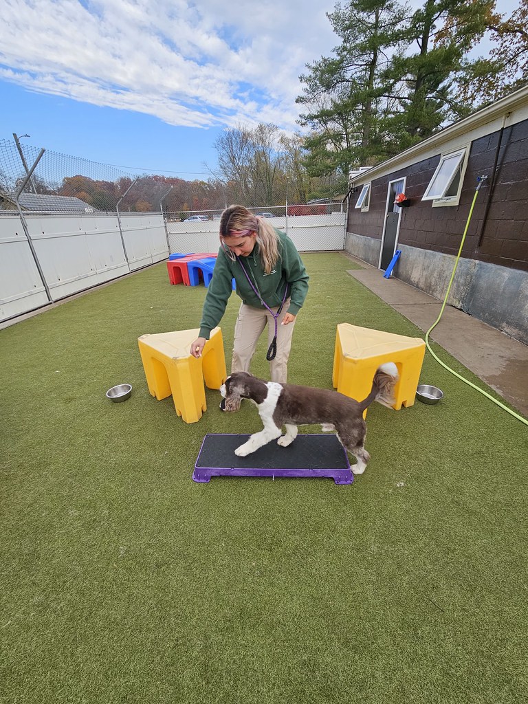 20231107_134309 Holiday House Pet Resort and Training Center Flickr