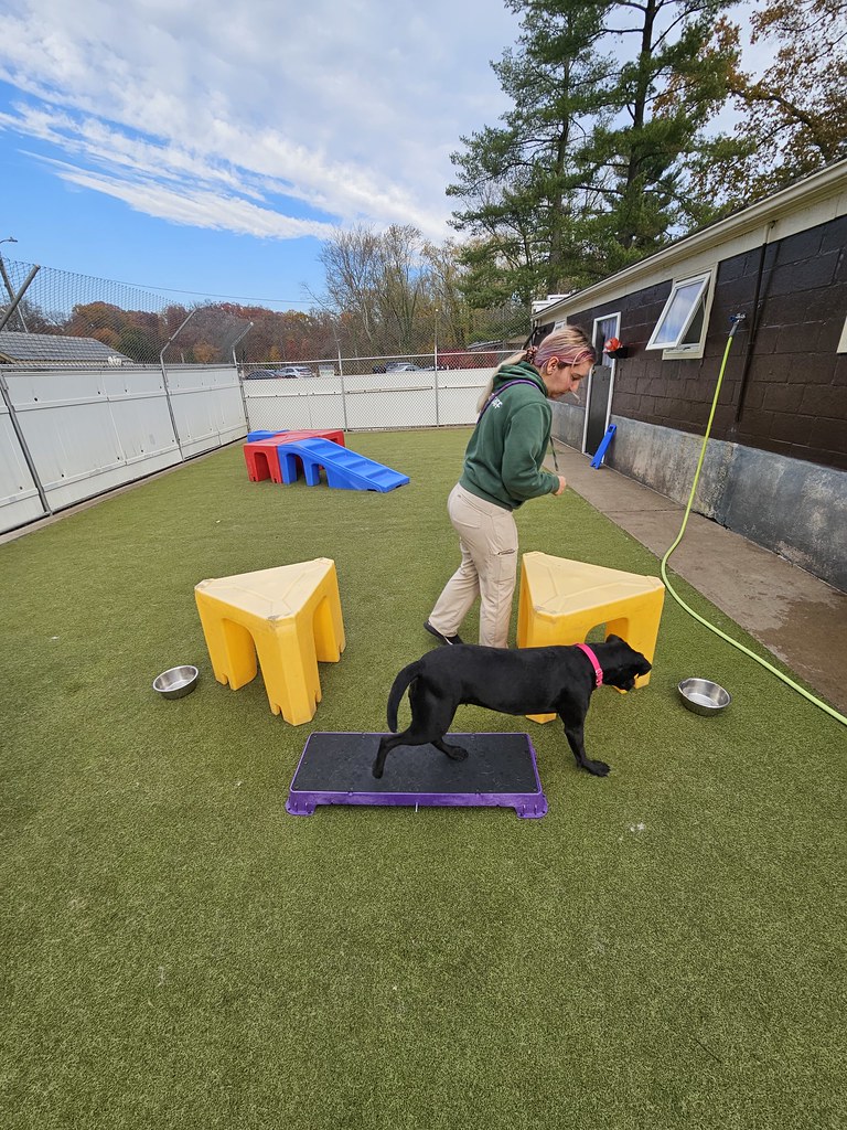 20231107_133812 Holiday House Pet Resort and Training Center Flickr