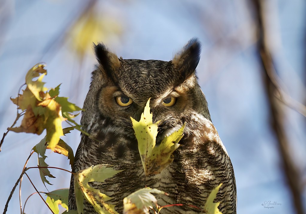 Eye to Eye …….. Grand Duc D’Amérique. / Great Horned Owl … Jocelyn