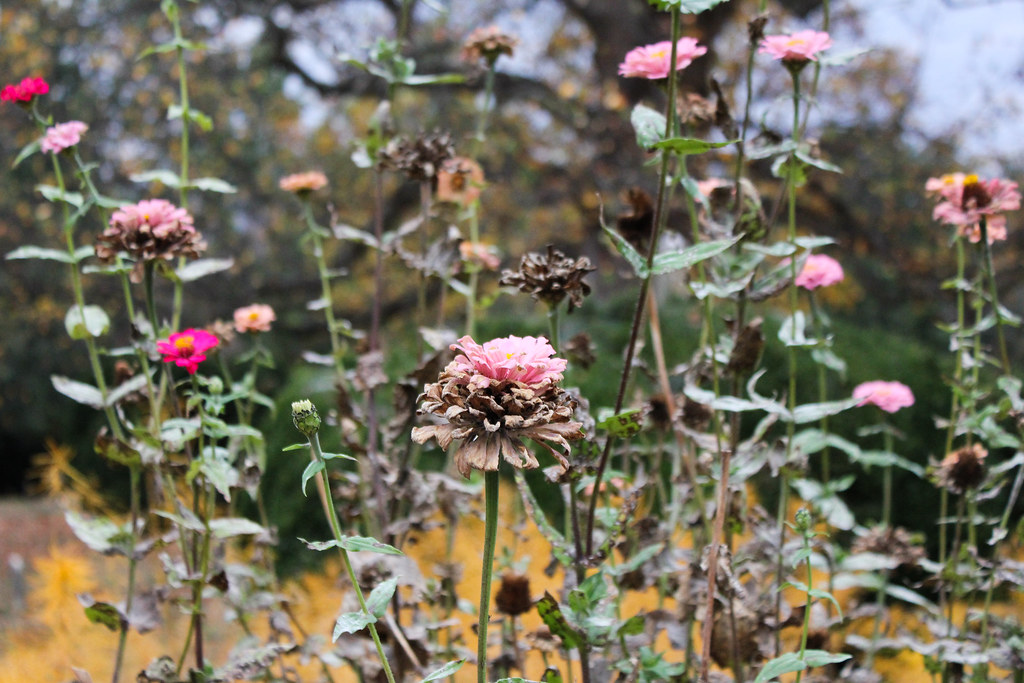 IMG_6100 Kate Gifford Flickr