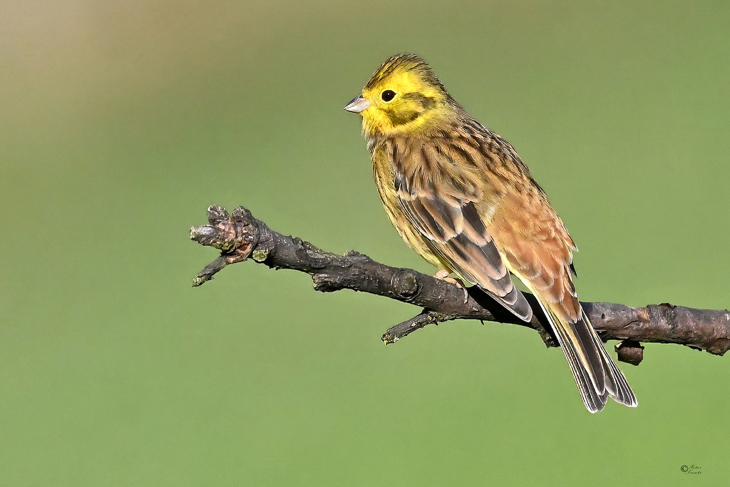 Goldammer (P01) Goldammer (Emberiza citrinella) (c) Peter