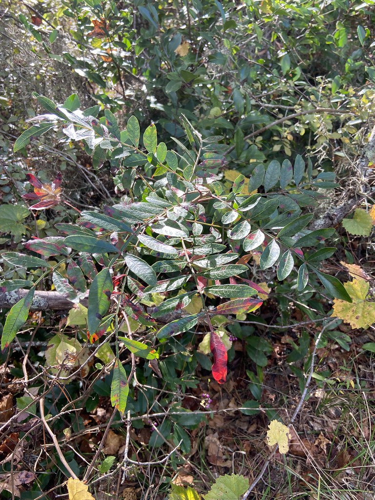 Winged Sumac ; Overall Genus Rhus Family Copallinum Fo… Flickr