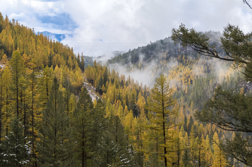 Larches Autumn in Montana Dick Hoskins Flickr