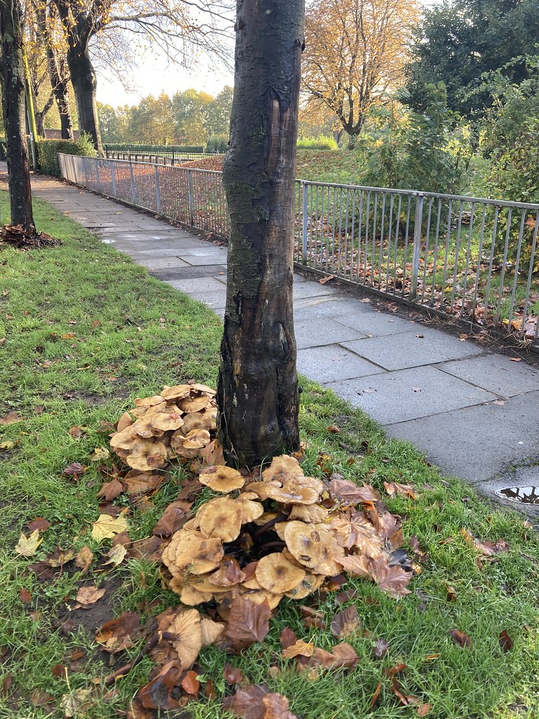 Canterbury Road, Davyhulme a fine array of fungi Flickr