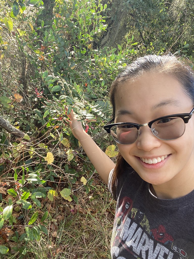 Winged Sumac ; Selfie Genus Rhus Family Copallinum For… Flickr