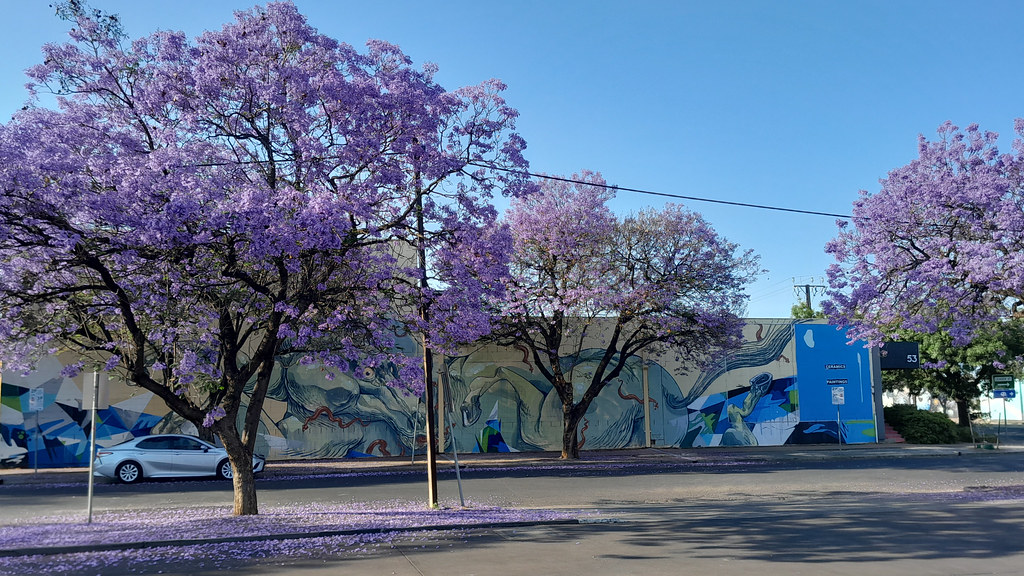 Jacaranda time again I'd just paid for fuel, and this was … Flickr