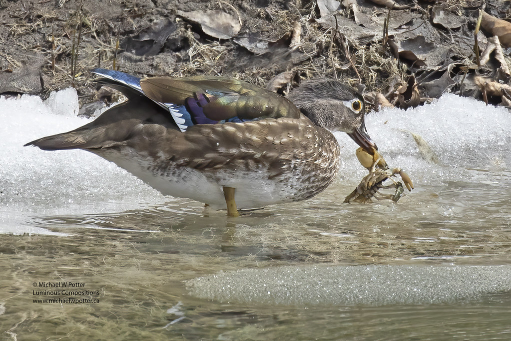 Wood Duck female with Crayfish This female Wood Duck procu… Flickr