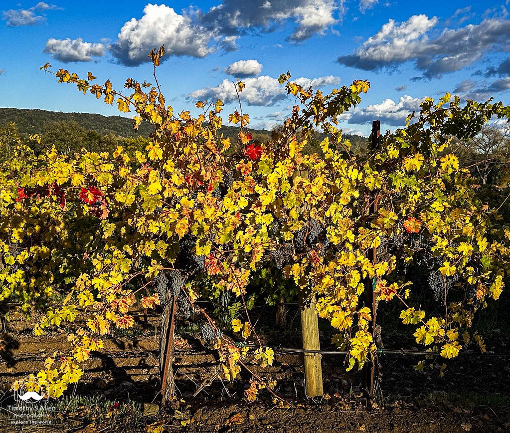 Ready to Harvest Vines off of West Dry Creek Road, Healdsb… Flickr