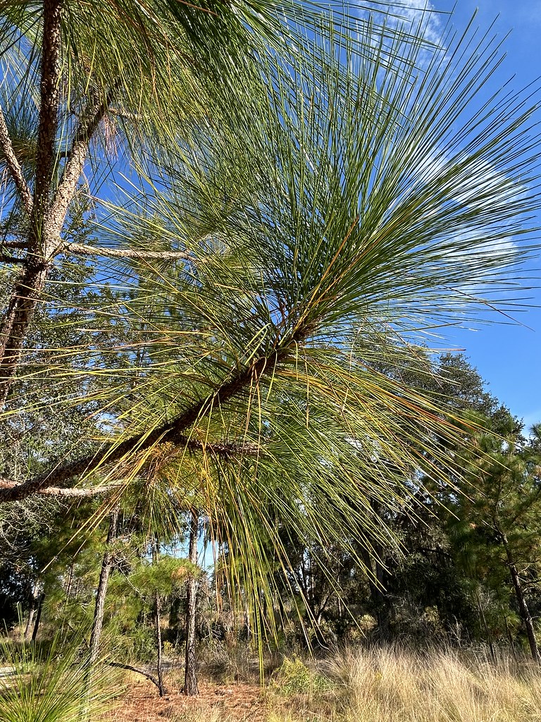 Longleaf Pine needle detail Pinus palustris; Sandhill Flickr