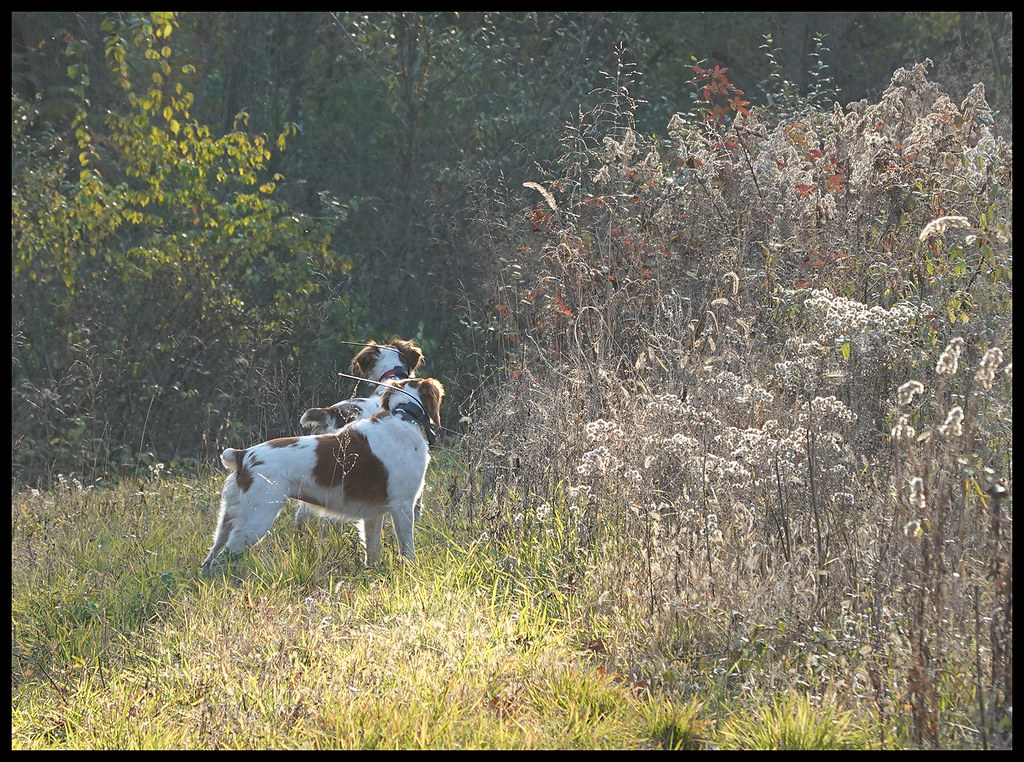 11923 Point and honor Greg Hartman Flickr