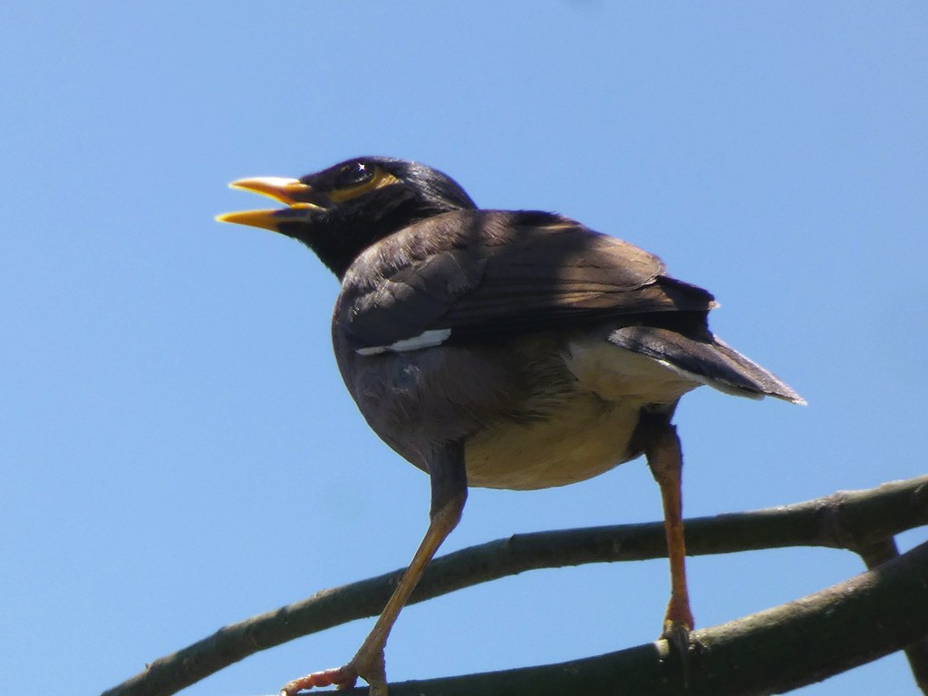 Common Myna Honeydew Dam, Greendale, Harare, Zimbabwe. Cla… Flickr