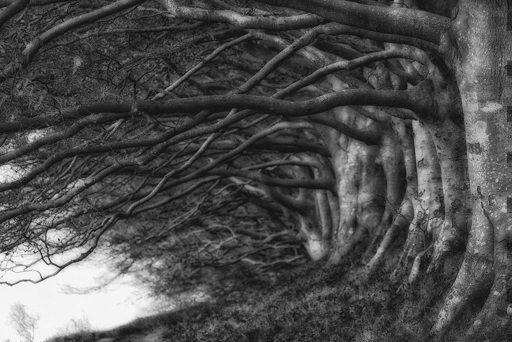 The Beeches Thought it works in monochrome as well? toasterjones