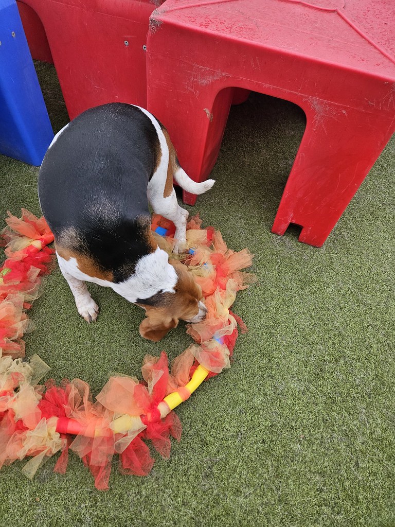 20231110_111218 Holiday House Pet Resort and Training Center Flickr