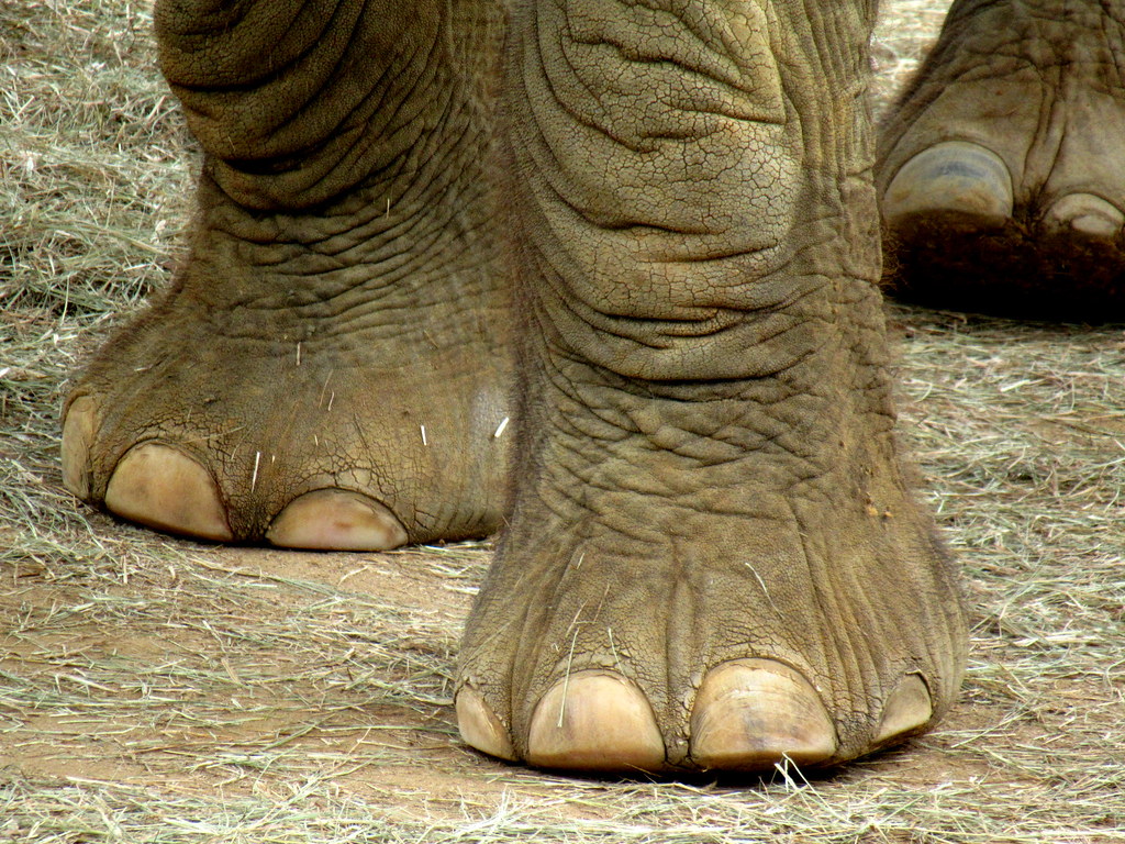 African elephant toes I got a nice surprise when visiting … Flickr
