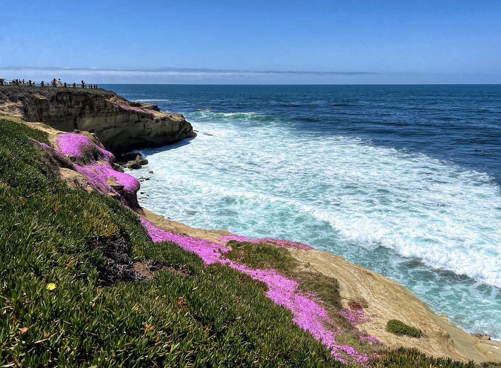 Beautiful flowers at La Jolla Cove on the cliffs in Califo… Flickr