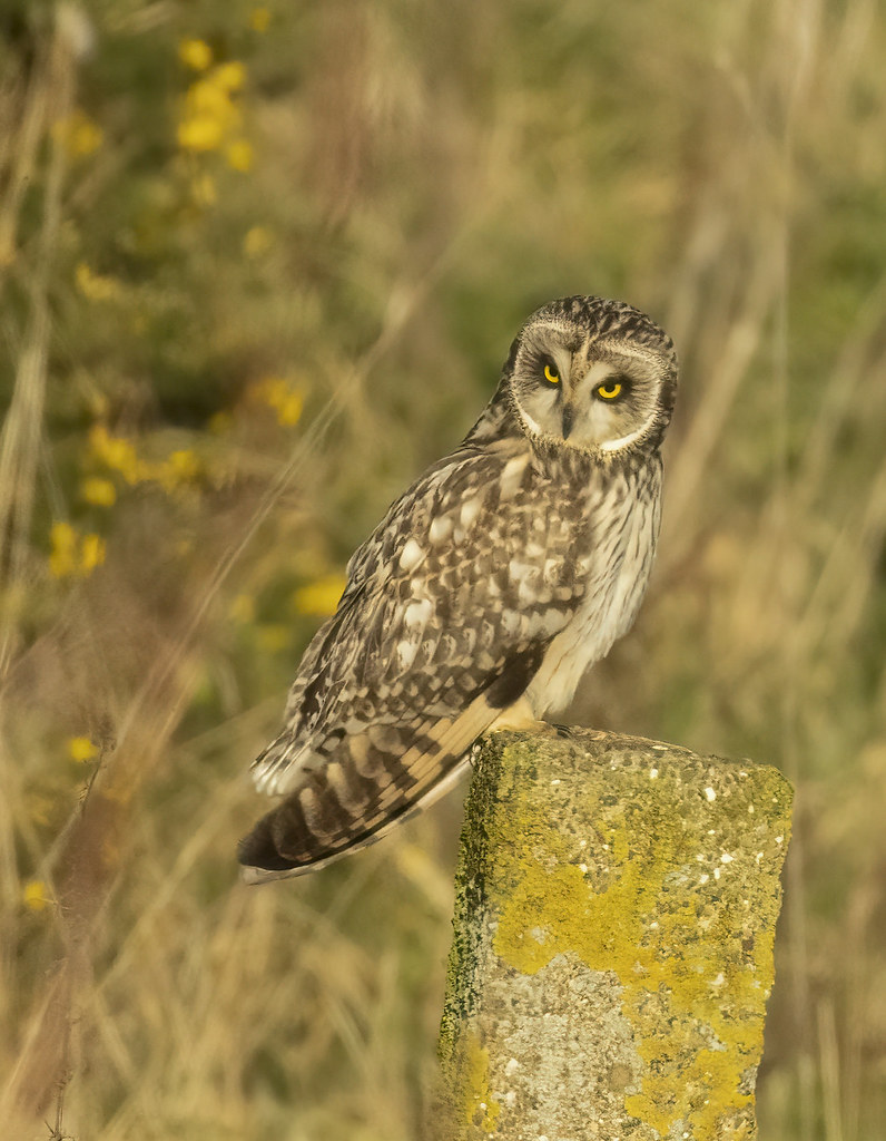 Short Eared Owl Yorkshire Alison Sparrow Flickr