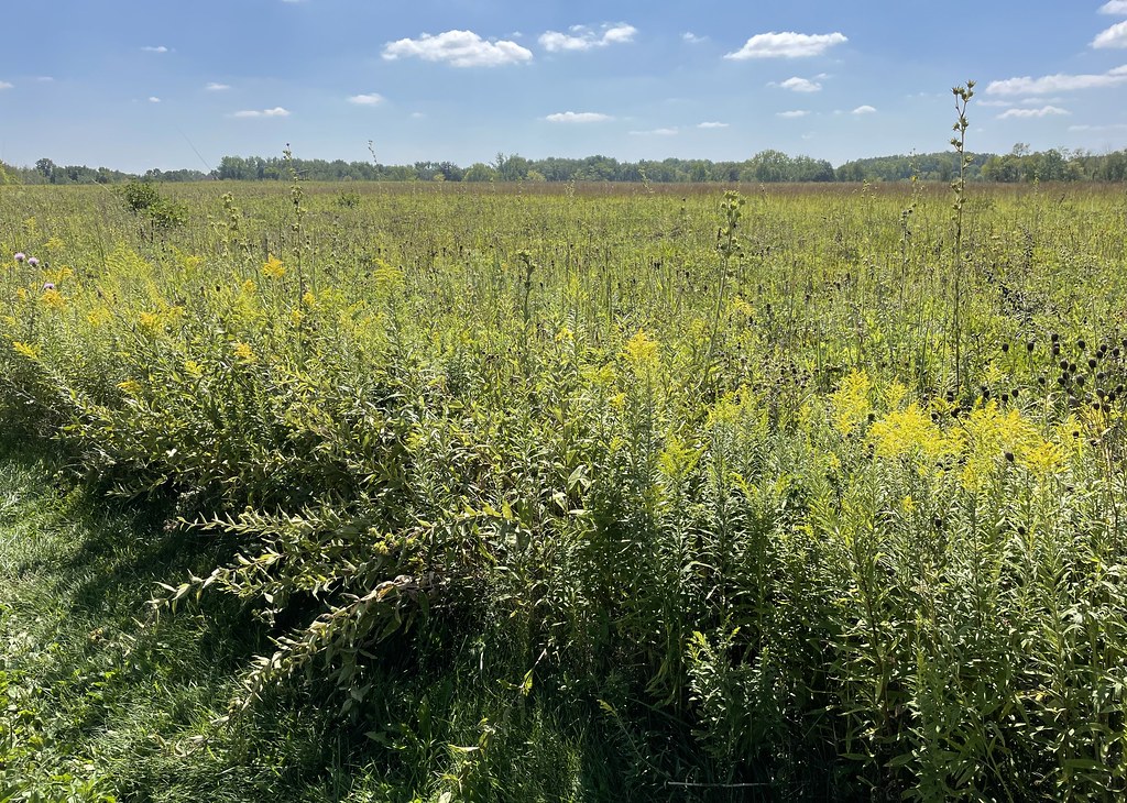 Meadowbrook Park (Urbana, Illinois) Meadowbrook Park is th… Flickr