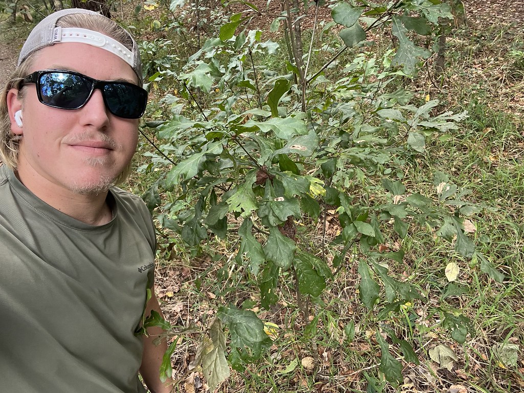 Quercus nigra selfie Quercus nigra (Fagaceae) Water oak Dylan