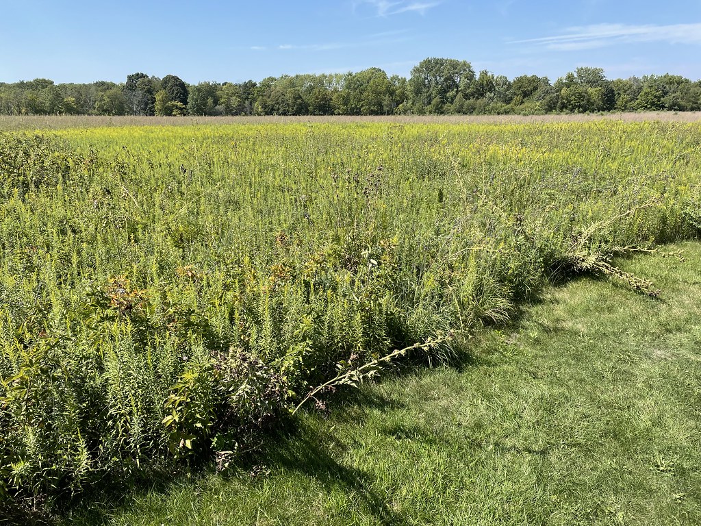 Meadowbrook Park (Urbana, Illinois) Meadowbrook Park is th… Flickr