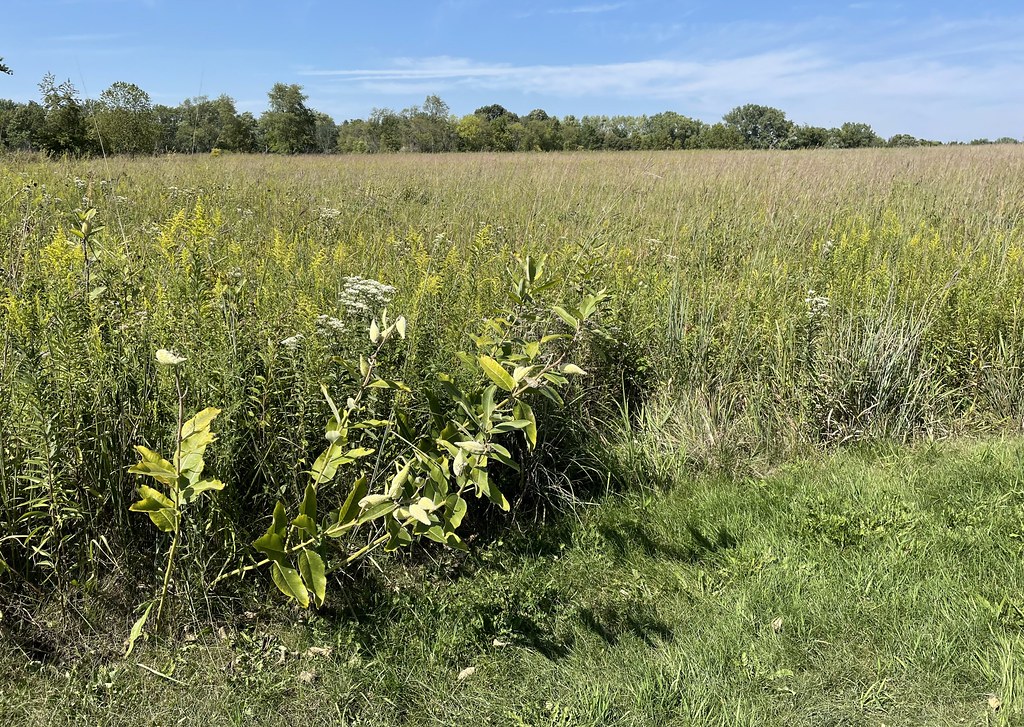 Meadowbrook Park (Urbana, Illinois) Meadowbrook Park is th… Flickr