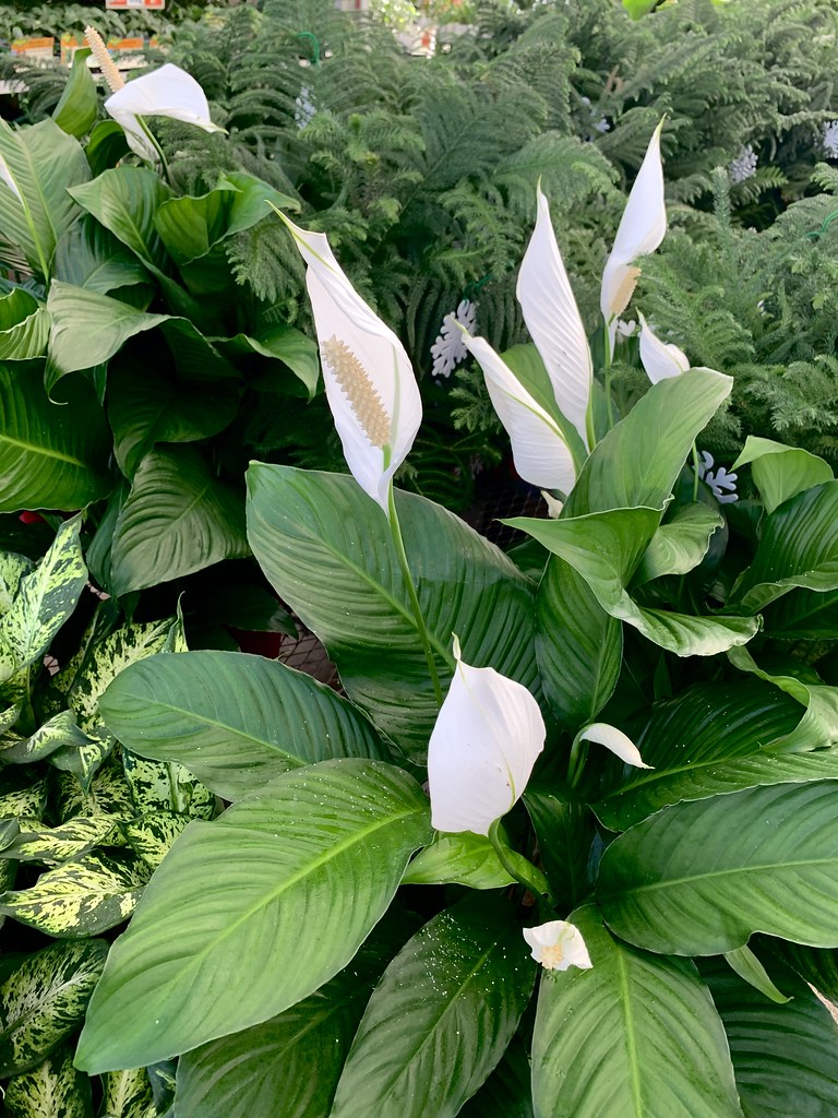 Peace Lily “Spathiphyllum is a genus of about 47 species o… Flickr