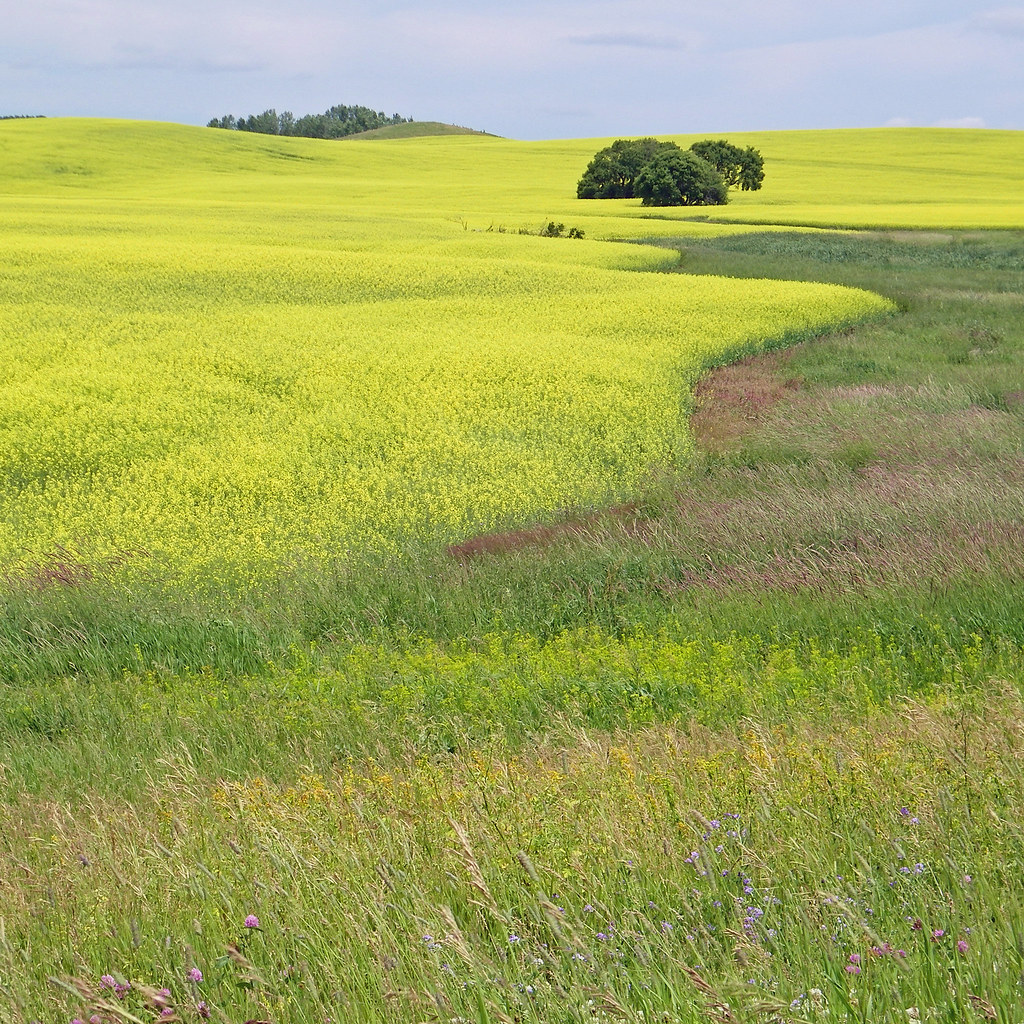 Bottineau_Birgit Pruess_Canola field Birgit Pruess Flickr