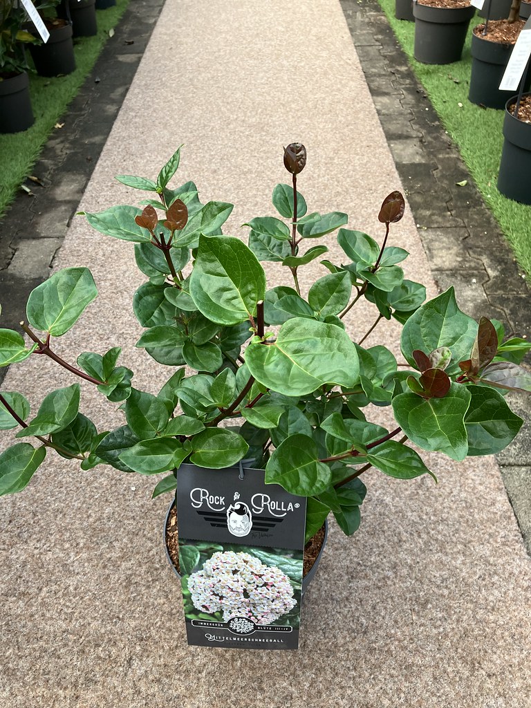 Viburnum Rock n Rolla 30 40cm 6L Heinje Flickr