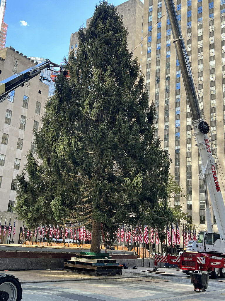 The 2023 Rockefeller Christmas Tree Was Delivered To Rocke… Flickr