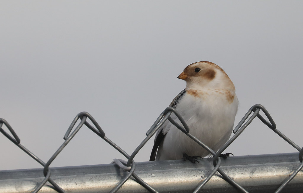 Snow Bunting Crooked River Wetlands, Prineville, Oregon Charles