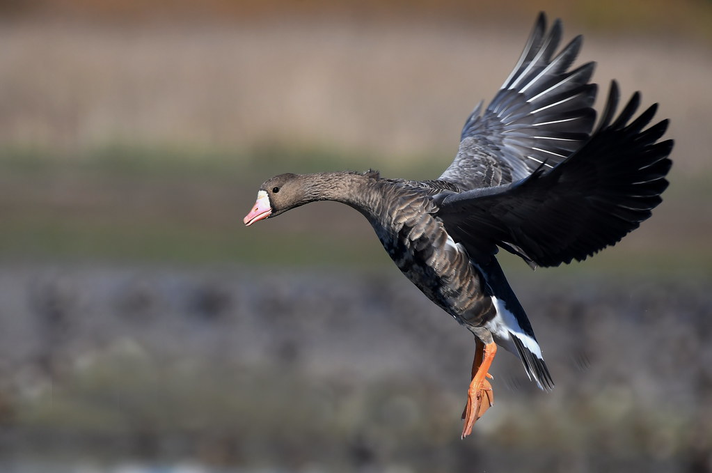 Landing Whitefronted Goose Colusa National Wildlife Refug… Flickr