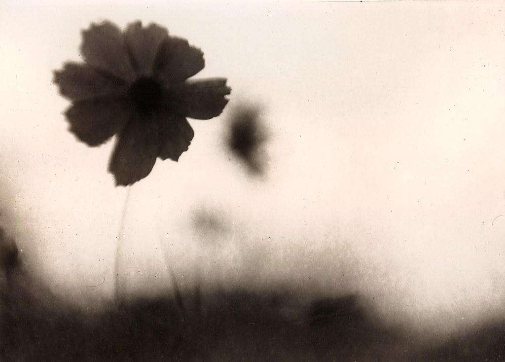 Darkroom print on Foma FB grade 4.5 filter. Sepia tone. … Flickr