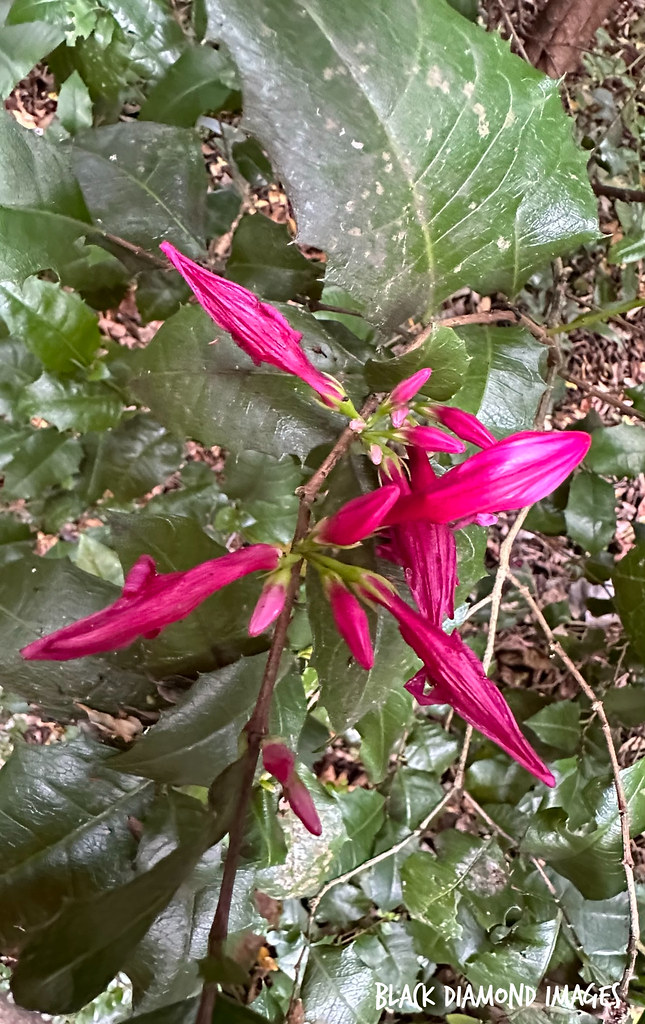 Graptophyllum ilicifolium Mount Blackwood Holly, Hollyl… Flickr