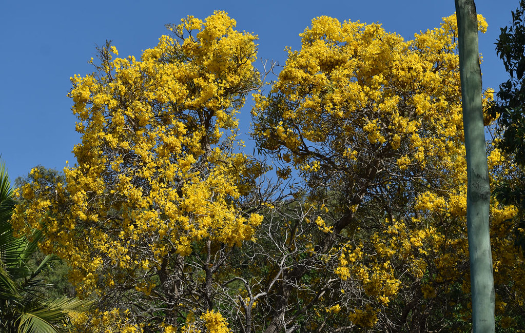 Handroanthus chrysotrichus, Stratford, Cairns, QLD, 10/10/… Flickr